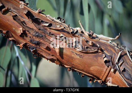 Brown cracked peeling bark of the Australian native Eucalyptus caesia subspecies magna, family Myrtaceae. Endemic to Western Australia. Stock Photo