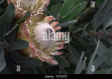 Close-up macro of King Protea flower Stock Photo