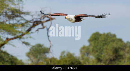 African fish eagle flying low over a small waterhole fishing for catfish, head on view, trees in view, Ol Pejeta Conservancy, Laikipia, Kenya, Africa Stock Photo