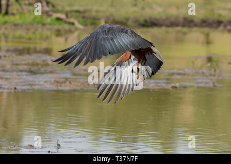 An african fish eagle flying low over a small waterhole fishing for catfish, about to take a fish, Ol Pejeta Conservancy, Laikipia, Kenya, Africa Stock Photo