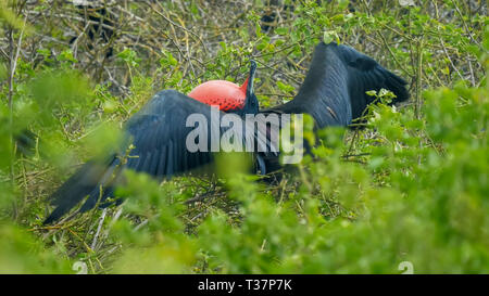 displaying male frigatebird in the galalagos islands Stock Photo