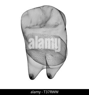 Tooth Socket Mesh Mesh model of tooth. 3d illustration Stock Photo - Alamy