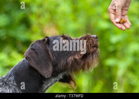 hand with treat training young dog on the green summer background Stock Photo