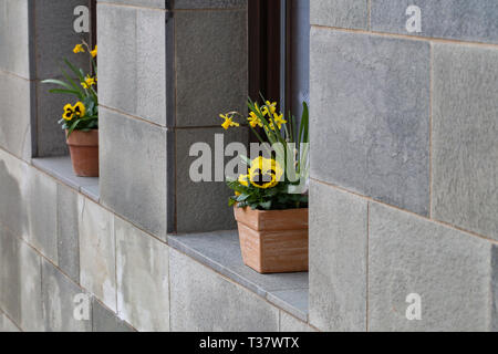 Pots with pansies are on the windowsill Stock Photo