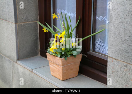 Pots with pansies are on the windowsill Stock Photo