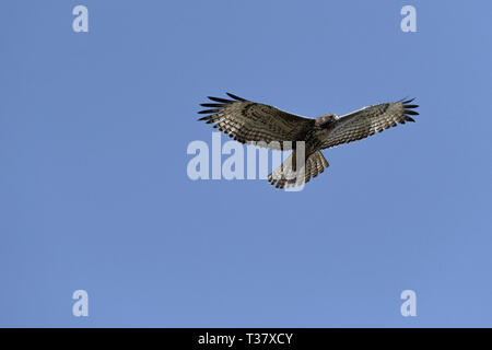 Swainson's Hawk in flight against blue sky Stock Photo - Alamy