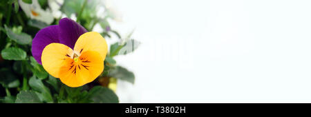Yellow and purple pansy flower on white panoramic background Stock Photo