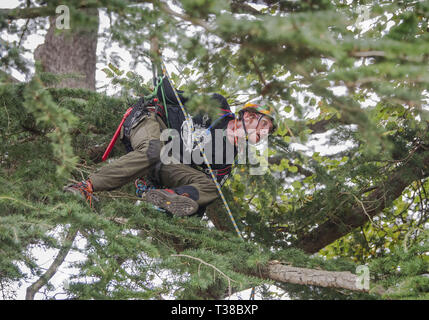 Christchurch, Canterbury, New Zealand. 7th Apr, 2019. TERRY BOSTON of Darwin, Australia, competes in the Asia-Pacific Tree Climbing Masters' Challenge Championships in the Christchurch Botanic Gardens. Competitors vie in a series of tests of agility, speed and skill. Boston finished third in the competition. Credit: PJ Heller/ZUMA Wire/Alamy Live News Stock Photo