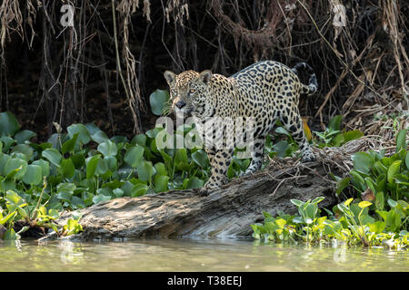 Jaguar, Panthera onca, Pantanal, Mato Grosso, Brazil Stock Photo