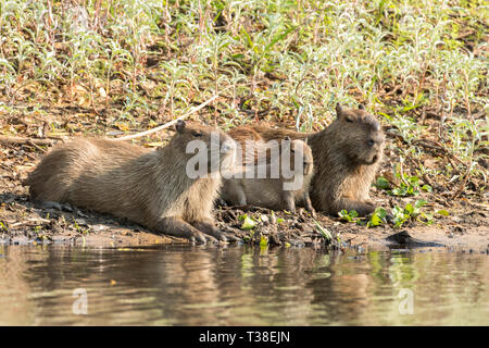 Capybara Family, Hydrochoerus hydrochaeris, Pantanal, Mato Grosso do Sul, Brazil Stock Photo