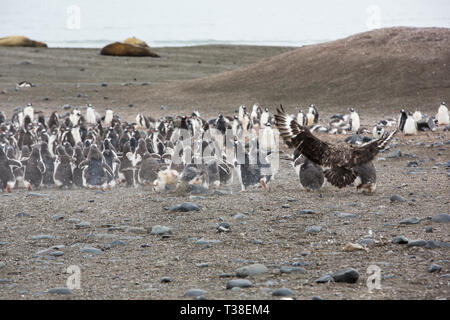 A Brown Skua, Stercorarius antarcticus attacking Gentoo Penguin, Pygoscelis papua chick at Elephant Point; Livingston Island; Bransfield Strait; South Stock Photo