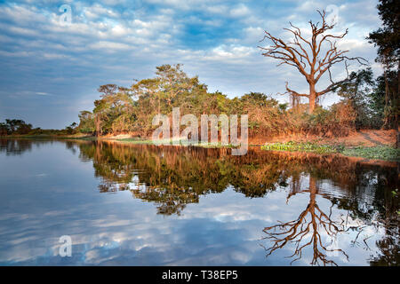 Impressionen of the Wetlands, Pantanal, Mato Grosso, Brazil Stock Photo