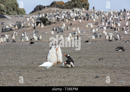 Gentoo Penguin, Pygoscelis papua and Snowy Sheathbill, Chionis albus at Elephant Point; Livingston Island; Bransfield Strait; South Shetland Islands;  Stock Photo