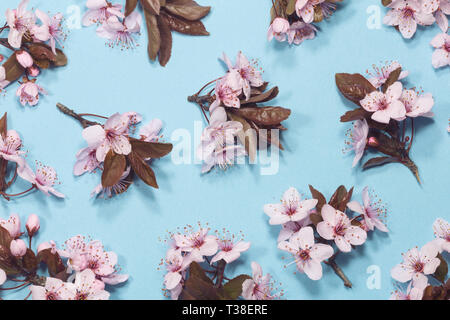 Spring cherry blossom on blue background Stock Photo