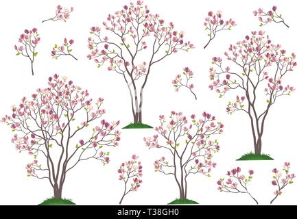 Set Spring Magnolia Trees and Branches with Pink Flowers and Green Leaves Isolated on White Background. Vector Stock Vector