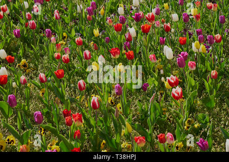 Colorful tulip field in bloom with red, white, yellow and purple flowers. Stock Photo