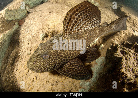 Amored Catfish, Loricariidae, Formoso River, Bonito, Mato Grosso do Sul, Brazil Stock Photo