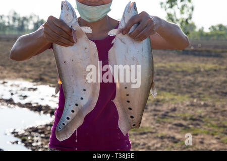 A couple of clown or spotted knifefish just captured in north east of Thailand, Asia. Stock Photo