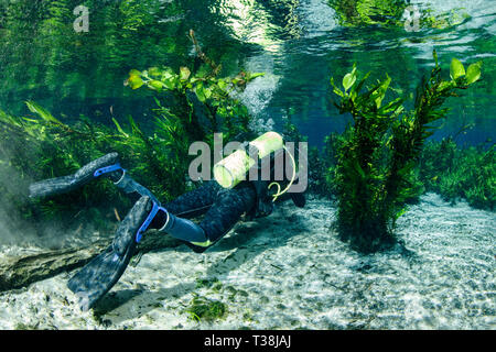 Scuba Diving in Aquario Natural Spring, Bonito, Mato Grosso do Sul, Brazil Stock Photo