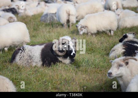 Cute big white and black ram sheeps in the herd with long horns looking at you close up Stock Photo