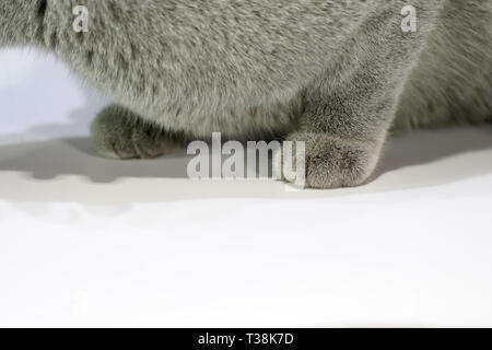 Close up Thai Korat Claw Cat, gray fur on the white table. Stock Photo