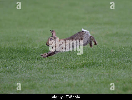 European rabbit, Oryctolagus cuniculus, running in wet grass, Lancashire, UK Stock Photo