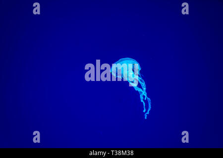 Jelly fishes are swimming and glowing in the dark. Stock Photo