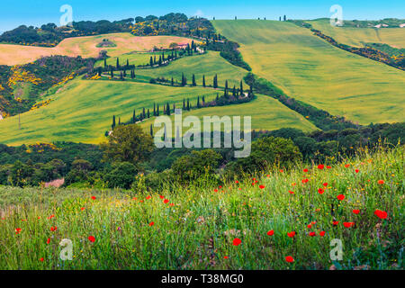 Spectacular travel and photography location in Tuscany. Fantastic winding rural road and blooming red poppies in foreground, near Montepulciano, Tusca Stock Photo