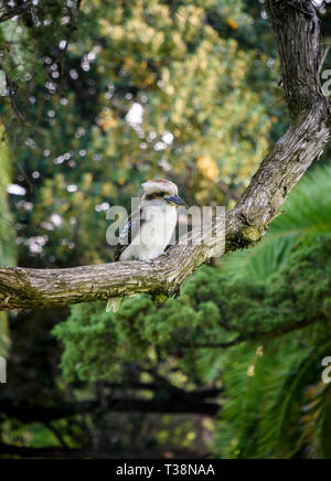 Laughing Kookaburra perched on a branch Australia Stock Photo