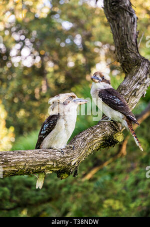 Laughing Kookaburras perched on a branch in Western Australia Stock Photo