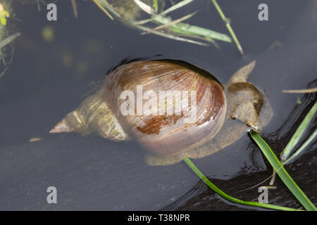 Close-up of a great pond snail (Lymnaea stagnalis) in a garden pond, UK Stock Photo