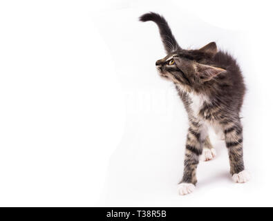 little gray kitty with ears pinned looks up, white background with copy space Stock Photo