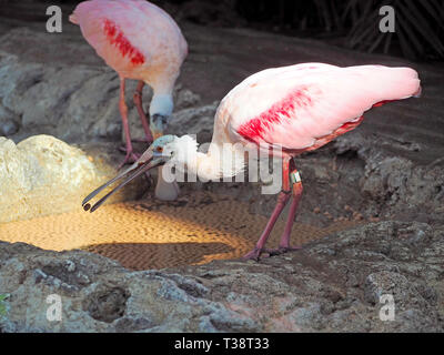 A Roseatte Spoonbil, (Platalea ajaja,) feeds on pelletized food in the Caribbean Sea Exhibit at the Texas State Aquarium in Corpus Christi, Texas USA. Stock Photo