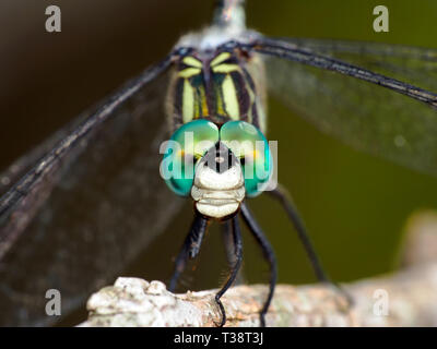Male Blue Dasher dragonfly, Pachydiplax longipennis, macro. Stock Photo