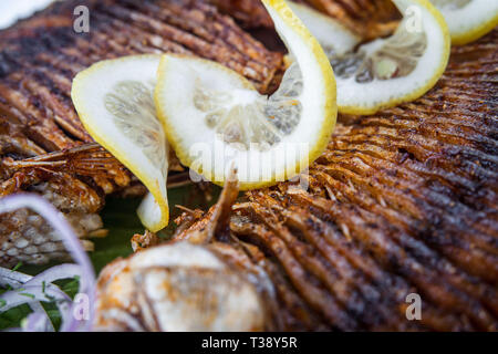 Grilled carp fish on the white plate over white Stock Photo