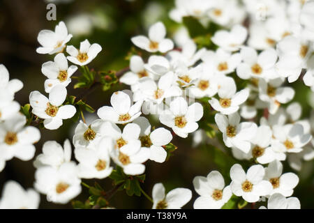 Close up of Yukiyanagi (Spiraea thunbergii, Thunberg spiraea, or Thunberg's meadowsweet) blooming on a spring day in Japan. Stock Photo