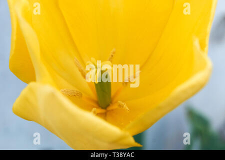 The center (pistil and stamen) of a yellow tulip on a spring day in Moriya, Ibaraki, Japan. Stock Photo
