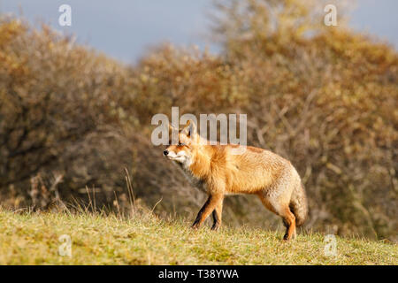 Euraion red fox (Vulpes Vulpes). portrait. Zandvoort. Netherlands. Europe/ Stock Photo