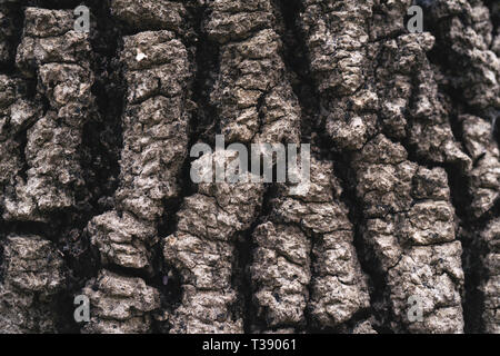 Tree bark texture close up macro. A background wooden with Imitation of skin of a crocodile. Copy space. The photo is horizontally Stock Photo