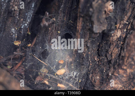 funnel weaving spider deep Stock Photo