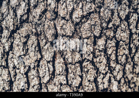Tree bark texture close up macro. A background wooden with Imitation of skin of a crocodile. Copy space. The photo is horizontally Stock Photo