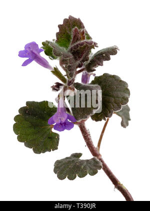 Creeping stems of the perennial UK wildflower, Glechoma hederacea, ground ivy, a frequent garden weed Stock Photo