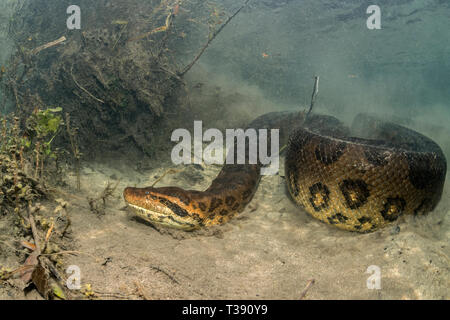 Green Anaconda, Eunectes murinus, Formoso River, Bonito, Mato Grosso do Sul, Brazil Stock Photo