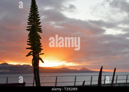 Atardecer en playa de gran canaria.  Sunset in Gran Canaria beach. Stock Photo