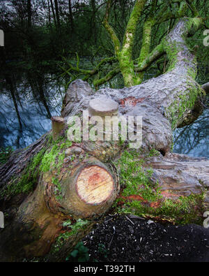 Tree trunk with branches covered with moss hanging over swamp.Nature photography.Majestic british wilderness.Blue hour woodland scenery.Twilight. Stock Photo