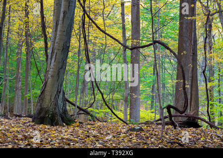 Large vine-like branches hanging down from trees beginning to show peak fall colors. Lamont Reserve, New Jersey Stock Photo