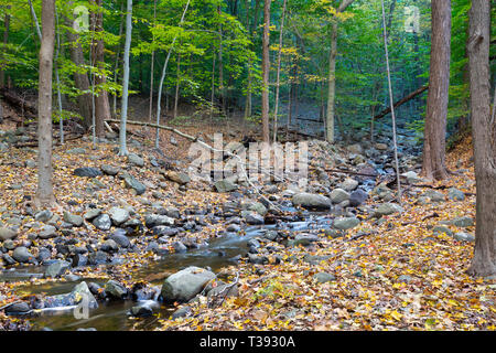 A creek emerging from a denser section of forest into a more open forest with the ground covered in autumn leaves. Lamont Reserve, New Jersey Stock Photo