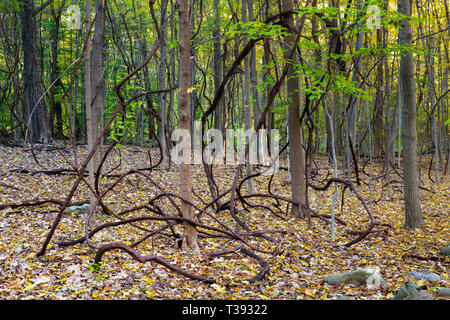 Large vines hanging from trees and dropping to the forest floor covered in fall leaves. Lamont Reserve, New Jersey Stock Photo
