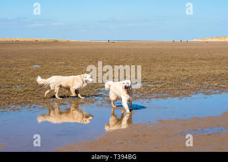 Two Golden Retriever dogs on on Holkham beach and nature reserve on North Norfolk coast, East Anglia, England, UK. Stock Photo