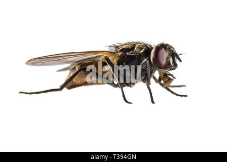Housefly (Musca domestica) isolated on white background. Eye level view of house fly from side. Stock Photo